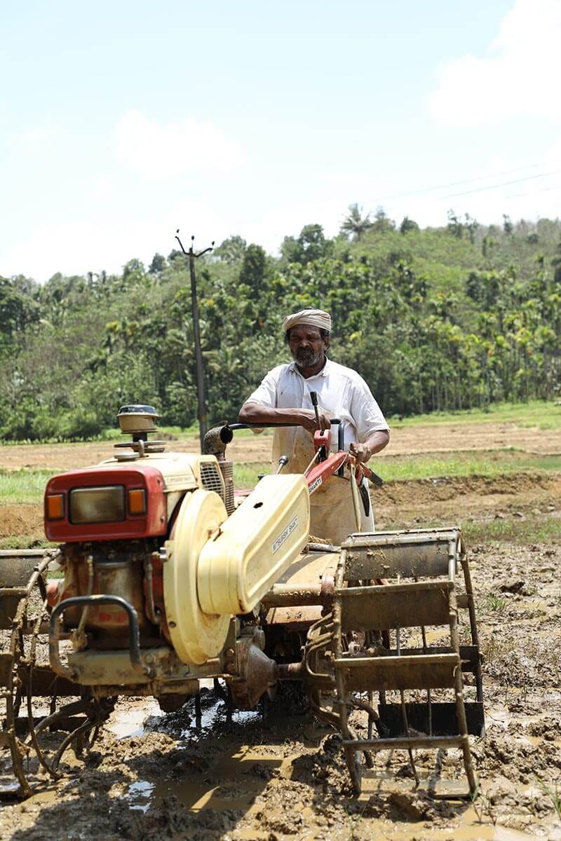 Raman plowing his rice field.