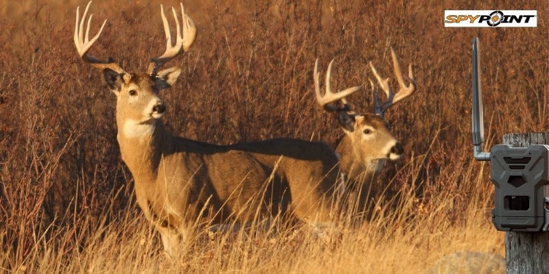 deer hunting cameras benifits