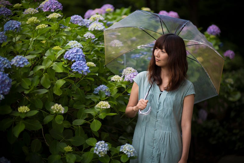 An Asian woman in Japan examines the hydrangeas during the rainy season