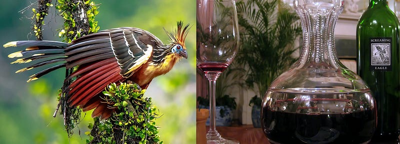 The Hoatzin: Amazon’s Leaf-Eating Enigma and the Bird That Defies Convention