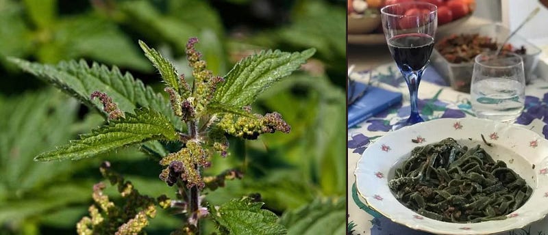 The Sting and the Sustenance: How Nettle (Urtica dioica) Weaves Itself into Our Ecosystems and…