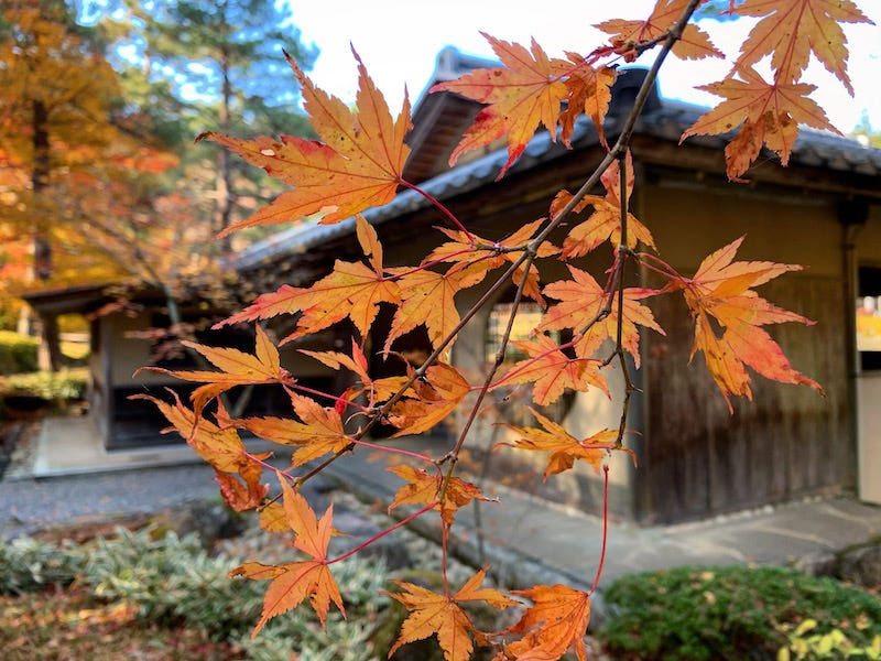 Autumn leaves in front of a tea house in the Furumine-en Japanese traditional gardens near Furumine Shrine