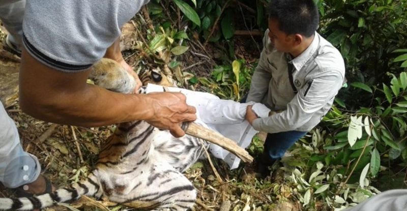 Sebentar Melahirkan, Harimau Sumatera Mati Terjerat