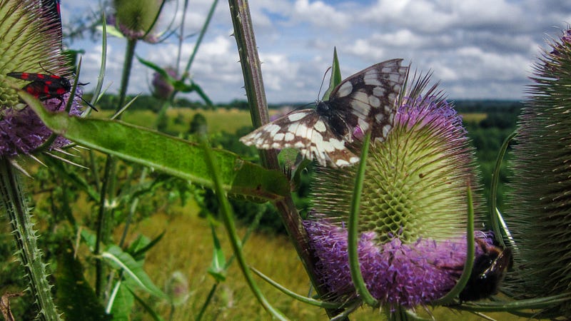 A marbled white butterfly