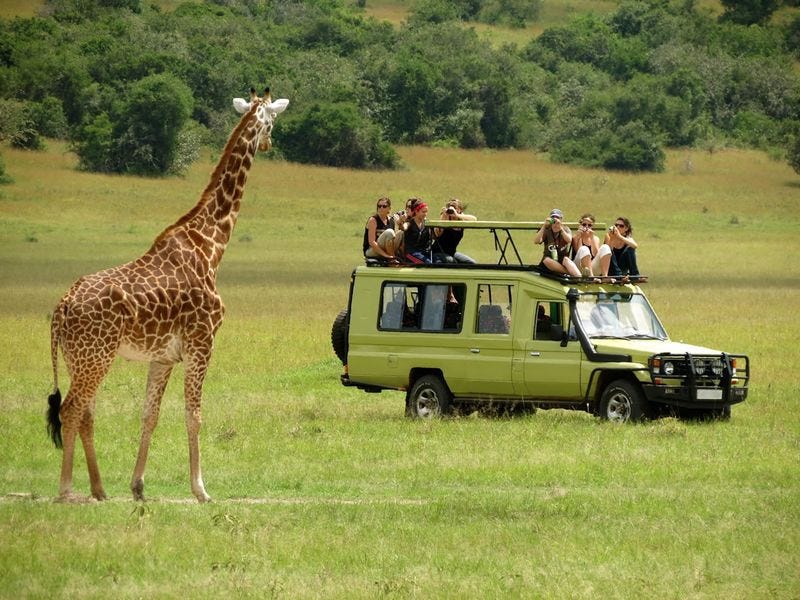 Safari Trips in Burundi: An Undiscovered Gem for Wildlife Enthusiasts