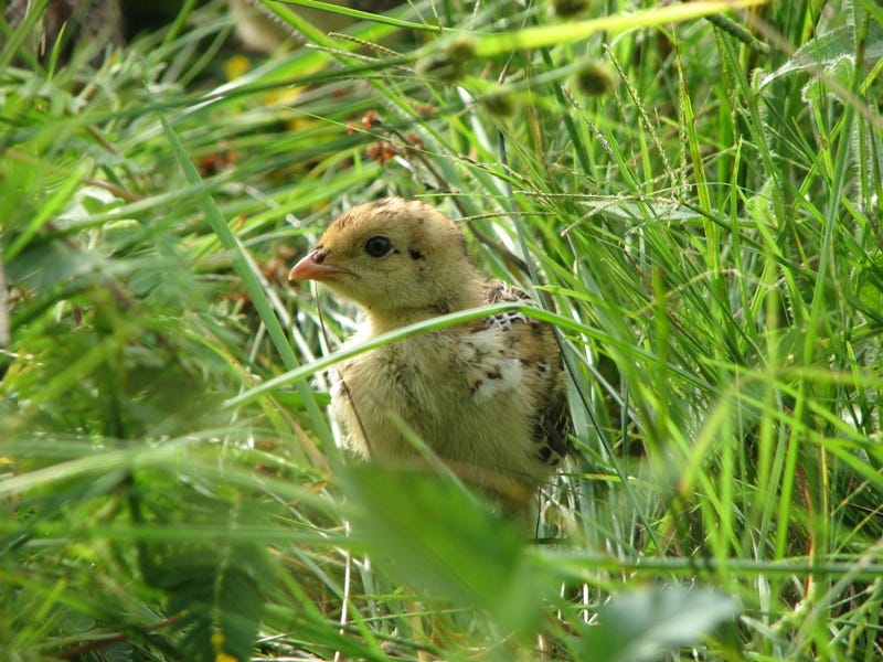 a small yellow chick in long grass