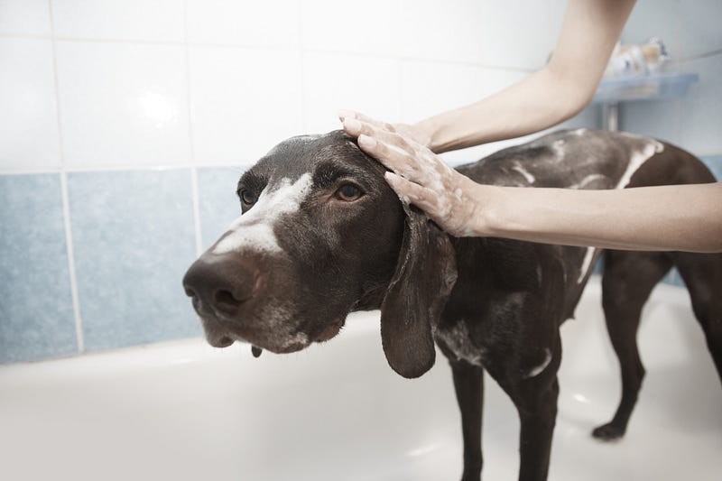 https://lancashiredogsittingservicesltd.com/services/