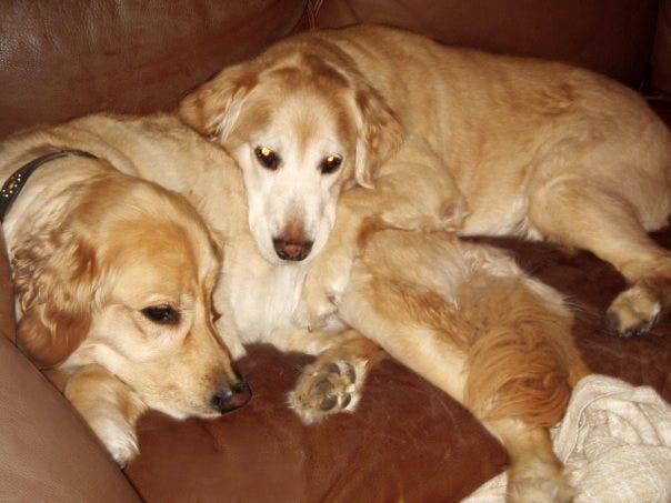 two golden retriever dogs