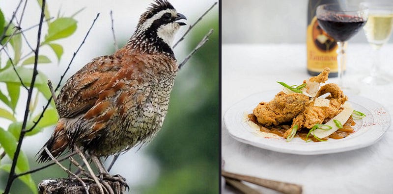 The Northern Bobwhite: A Whistling Jewel of Grassland, Cuisine, and Conservation