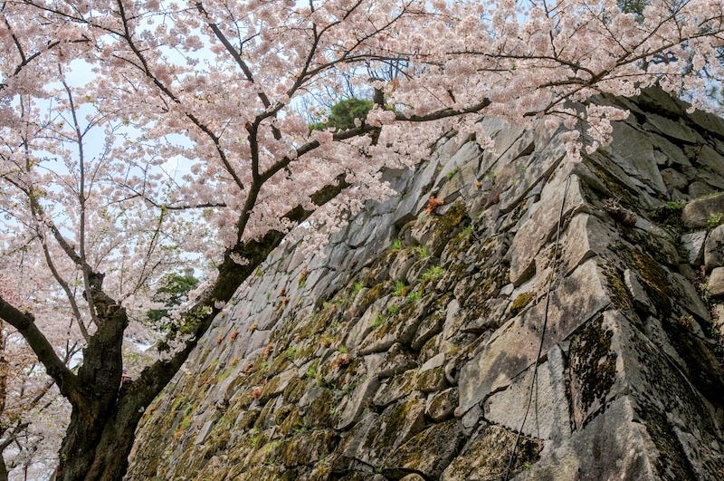 A cherry blossom tree blooms in Iwate Prefecture’s Morioka Castle Site Park