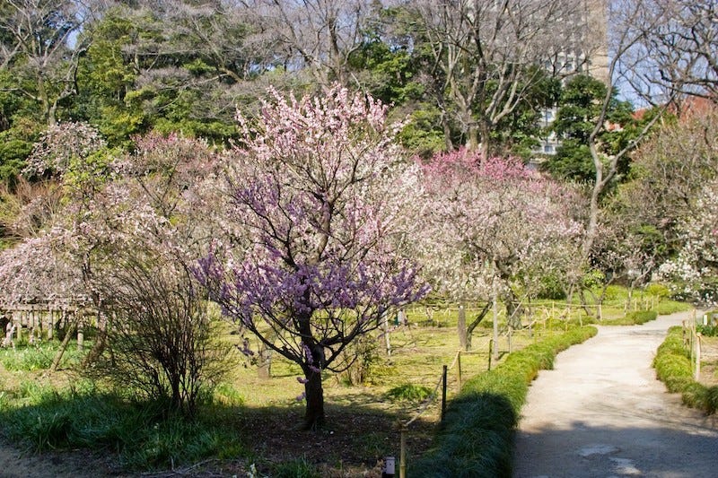 Plum blossoms bloom at Tokyo’s traditional garden, Koishikawa Korakuen