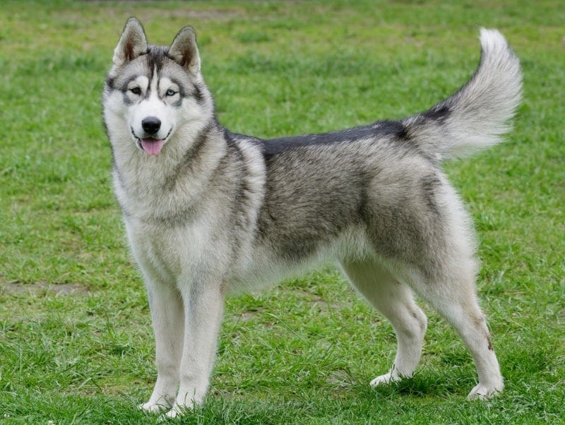 Siberian Husky