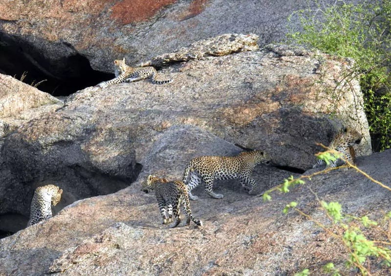 Wildlife in Jawai