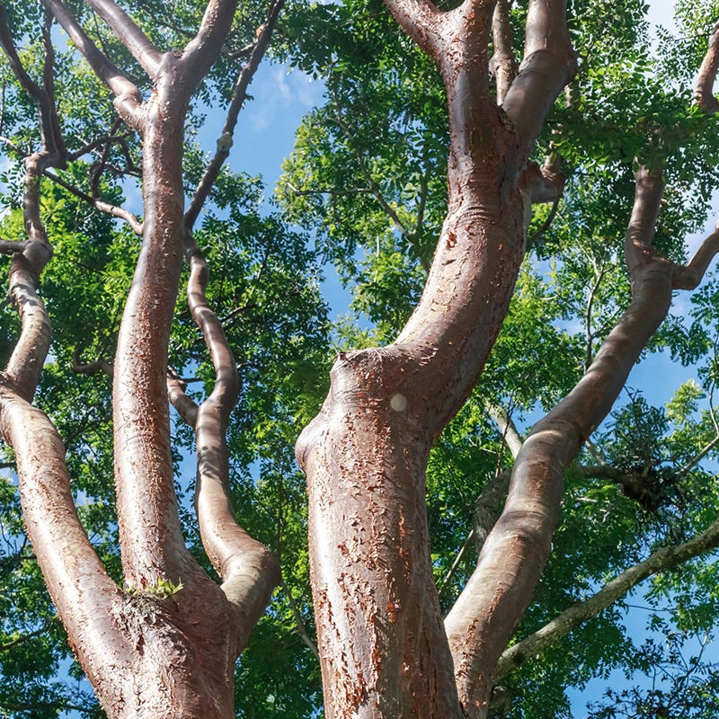 Peru Palo Santo Tree