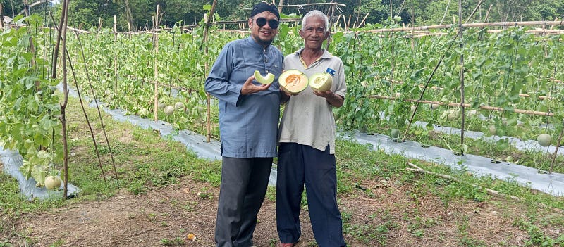 Samsuni warga Pait Nentok Yang sukses membudidayakan buah melon. (29/12/2024)