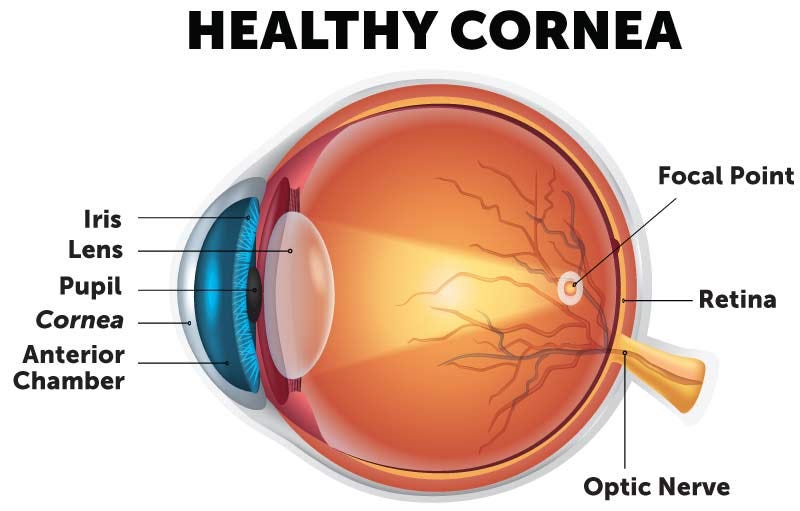 Enlarged Healthy Cornea