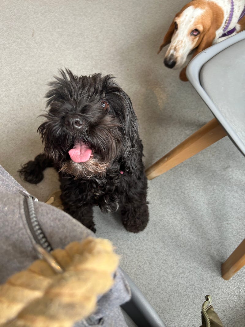 Weeknotes Series 5, Eps 5: Projects, Planning and Puppies