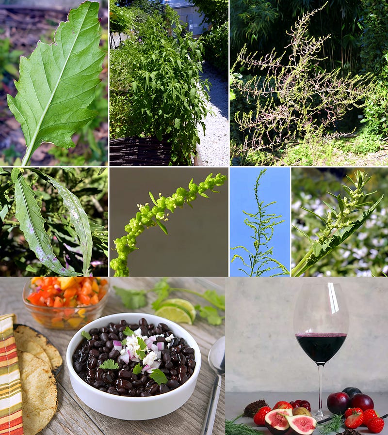 The Wild Herb of Mexico: Epazote’s Botanical, Culinary, and Cultural Power