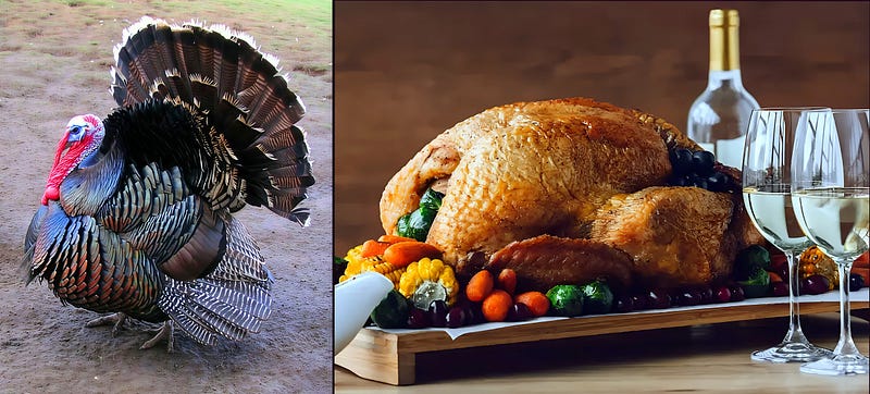 The Bird That Built a Feast: A Deep Dive into the Domestic Turkey