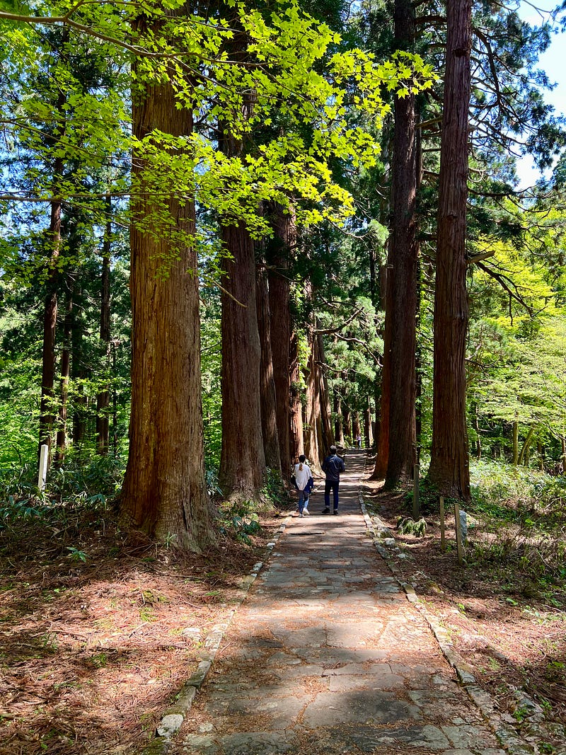 Path between enormous cedar trees in forest.