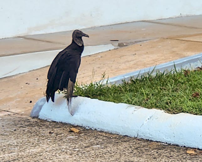 A black vulture sits on the corner of a white curb next to sidewalk and grass.