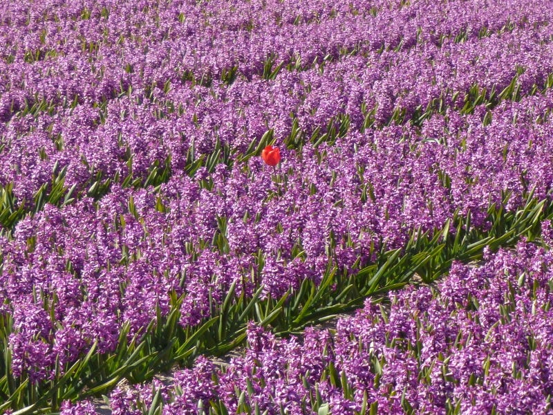 A single red tulip growing in a purple hyacinth flower bed