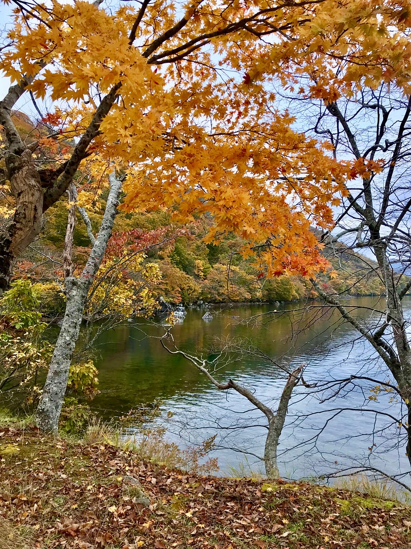 Colored leaves overhang a body of water.