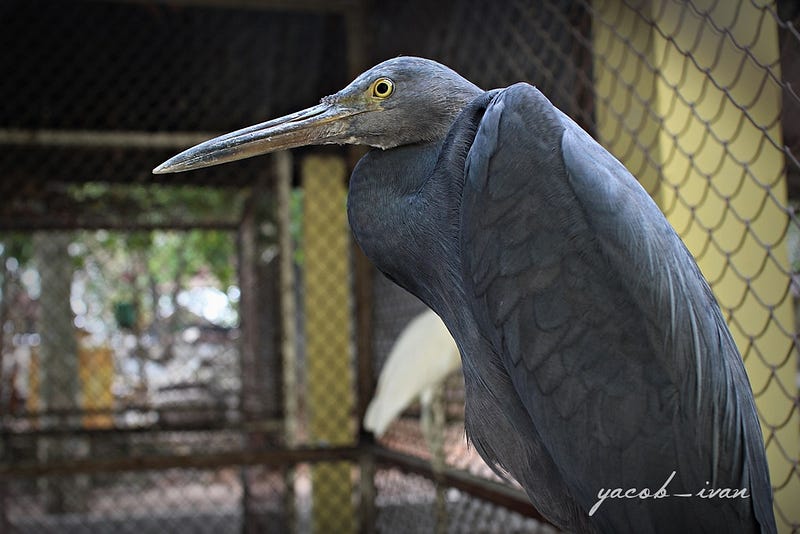 Burung Pelikan di Museum Tanjung pandan