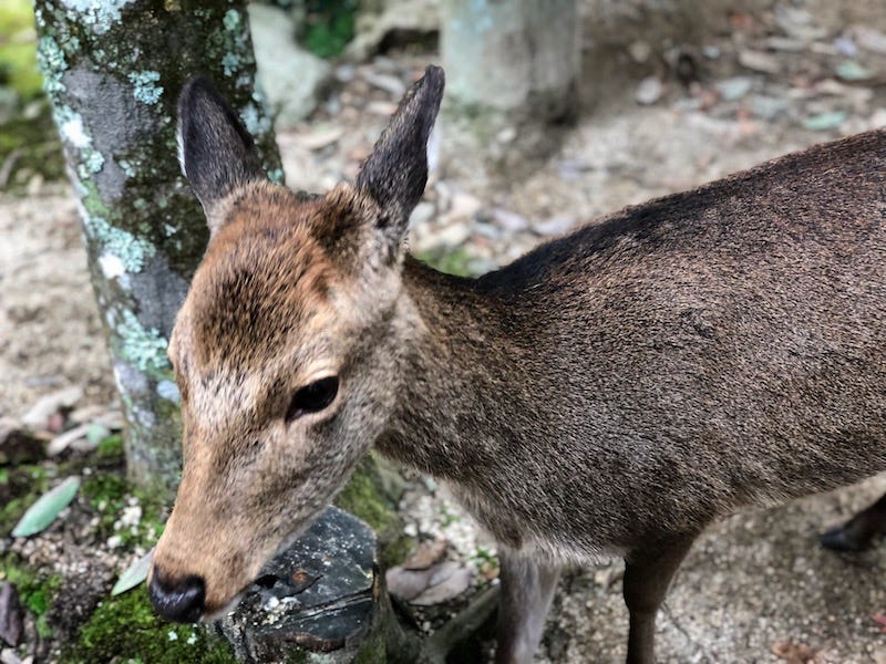 One of the many wild deer that live on Hiroshima Prefecture’s island of Miyajima