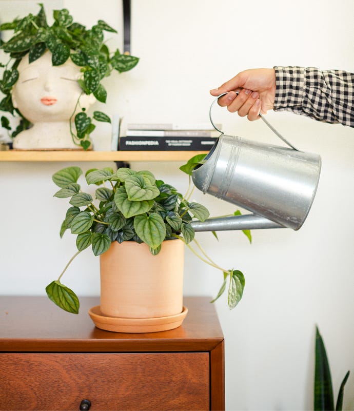 Person watering a plant on top of a dresser.