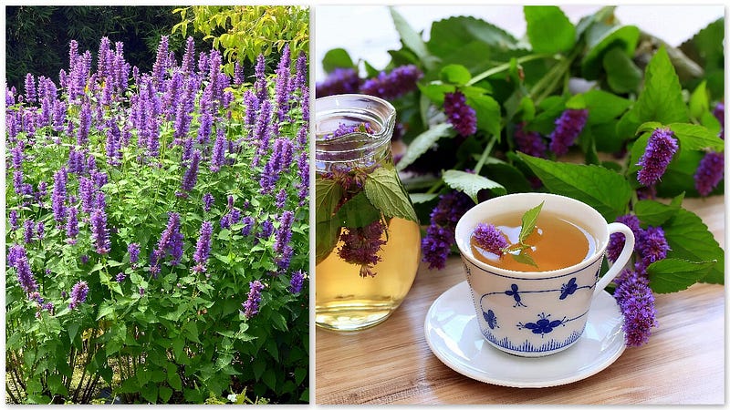 Agastache: The Hummingbird Herb That Bridges Gardens, Kitchens, and Conservation