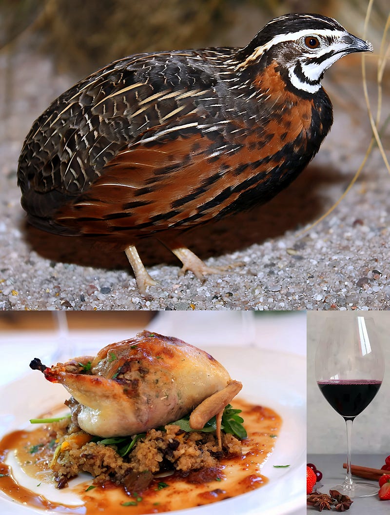 The Harlequin Quail: Africa’s Jewel of Grasslands, Kitchens, and Culture