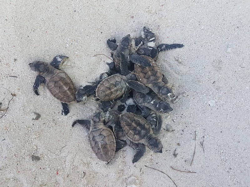 These baby turtles are under the protection of the Conflict Island Conservation Iniative. One such organisation which runs from volunteer help.