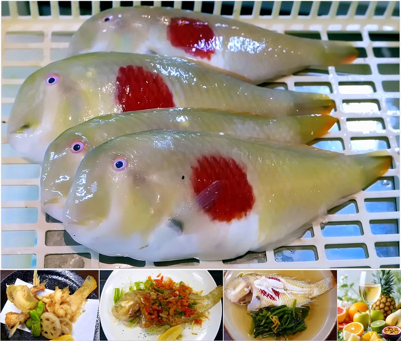 The Rising Sun Beneath the Waves: The Story of the Redblotch Razorfish (Iniistius twistii)