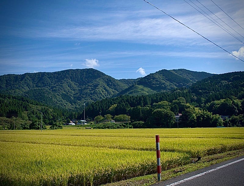 Mt. Kyogakura with its characteristic double peaks seen rising above the golden rice fields of the Ennoji Hamlet in eastern Sakata City, Yamagata Prefecture, Tohoku region of Japan.