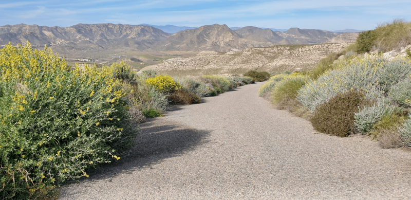 There is a hiking path in the middle of a semi-desert valley, surrounded by low grey, green bushes and small yellow flowers. Arid hills stand in the background under a blue sky.