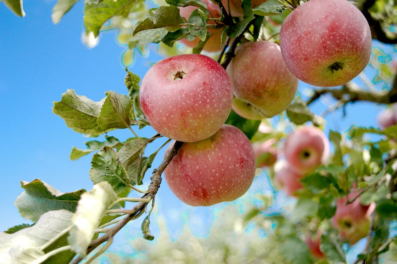 A cluster of apples hanging from the tree