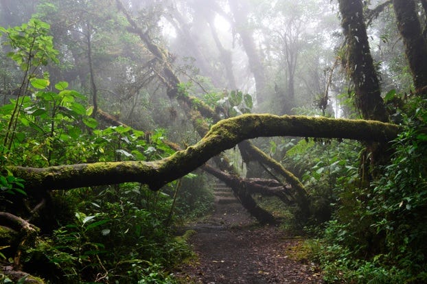 un arbol caido en el bosque, bloqueando el paso por un camino, el bosque esta cubierto de niebla.