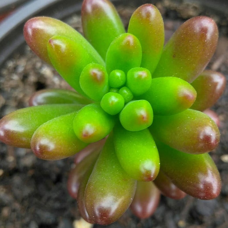 Jelly Bean Plant — Sedum Rubrotinctum | photo by Dan Stout