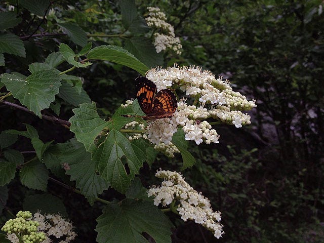 Image shows large flat clusters of white flowers on green leafy foliage, with an orange and black butterfly on one