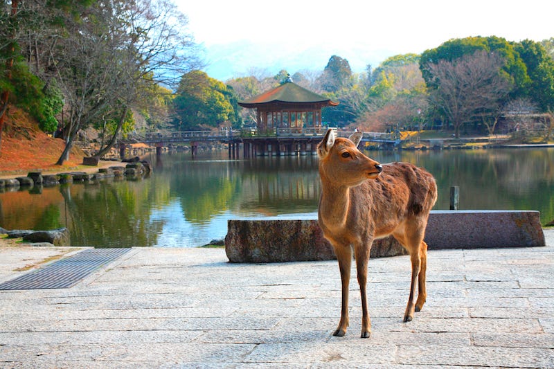 A lone deer in Nara Park stands in front of the overwater Ukimido