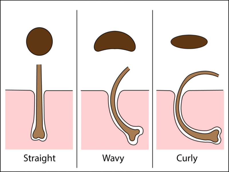 Different curl textures have different sized hair follicles