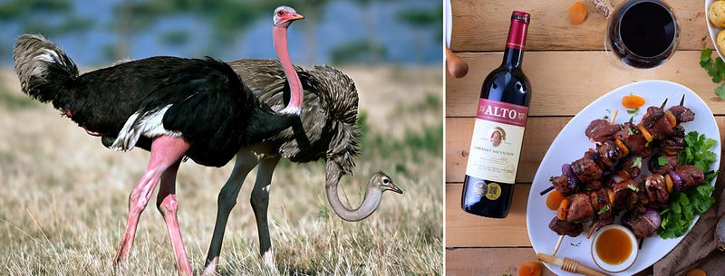 Running on Red Earth: The Untamed Majesty and Culinary Renaissance of the Ostrich