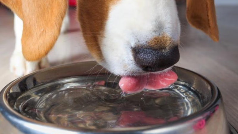 Dog has Access to Water