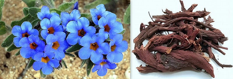 Crimson Roots and Timeless Flavors: Exploring the Wonders of Alkanet