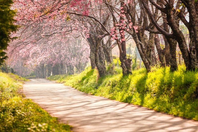 A road runs through a bunch of cherry blossom trees somewhere in Japan