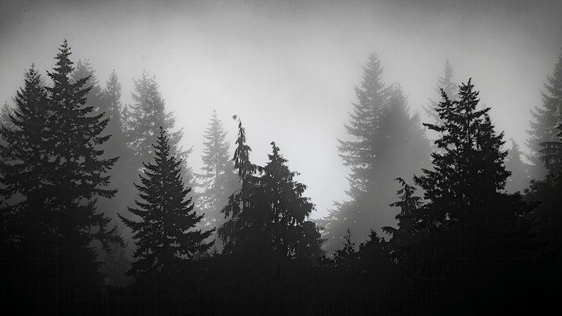 Black and white image of dark, foggy forest