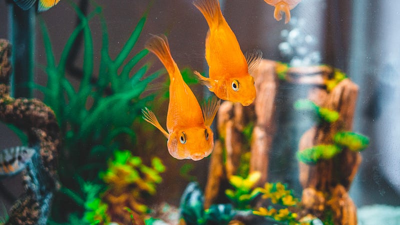 two gold fish swimming