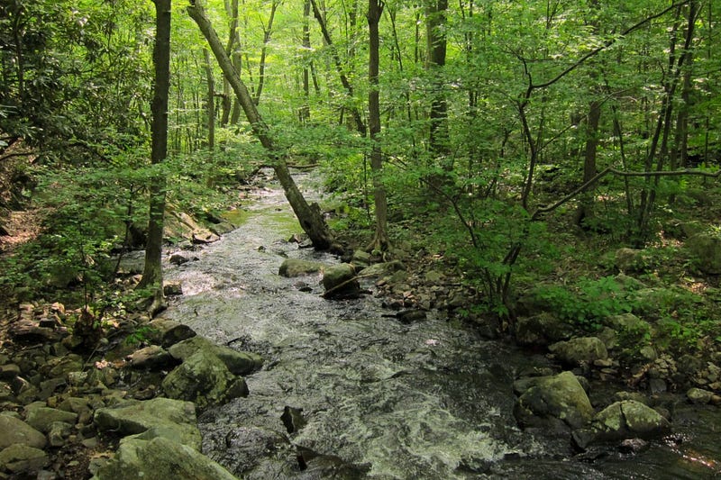 Typical locations for Bigfoot sightings are creeks and forests