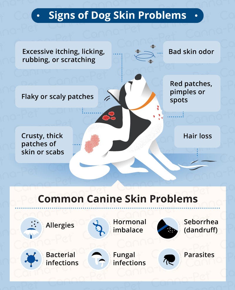 Info graphic showing the most common causes of skin irritation in dogs